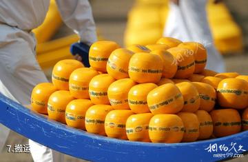 荷兰阿克马乳酪市场-搬运照片