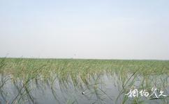 河北衡水湖國家級自然保護區旅遊攻略之蘆葦盪