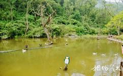桂林漓江逍遥湖旅游攻略之天鹅和野生鸊鹈