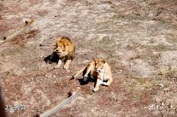 新疆天山野生动物园-狮馆照片