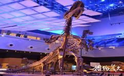 廣東省博物館旅遊攻略之古生物化石