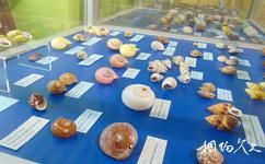斯洛文尼亚皮兰旅游攻略之贝壳博物馆