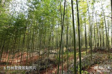 東台黃海森林公園-竹林翠攬照片