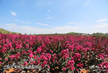 余干大明花海照片