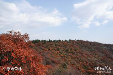 井陉仙台山风景区-原始森林照片