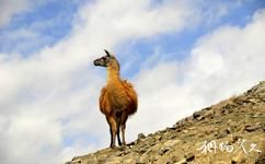 新疆天山野生動物園旅游攻略之羊駝