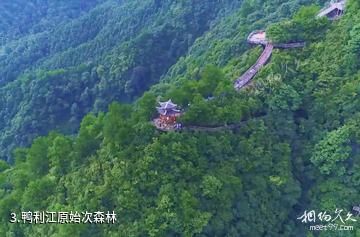怀化黄岩生态旅游区-鸭利江原始次森林照片