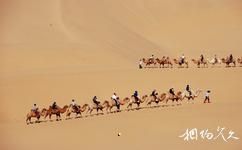 內蒙古鄂爾多斯響沙灣旅遊攻略之駱駝群
