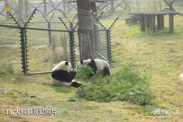 長沙生態動物園-大熊貓照片