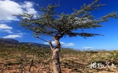 索科特拉群岛旅游攻略之乳香树