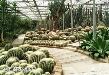 寧波天宮莊園休閑旅遊區-沙生植物照片