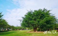 海南海東方沙灘公園旅游攻略之植物