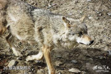 新疆天山野生動物園-狼區照片