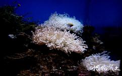 天津海昌极地海洋世界旅游攻略之珊瑚展区