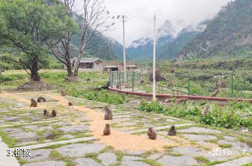 林芝林则生态文化旅游景区-猕猴照片