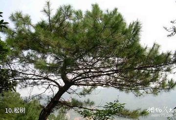 池州万罗山风景区-松树照片