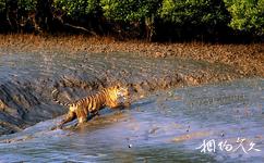 孫德爾本斯國家公園旅遊攻略之孟加拉老虎