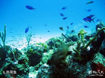 苍鹭岛海底风光-热带鱼照片