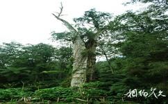 台湾溪头森林公园（溪头自然教育园区）旅游攻略之神木