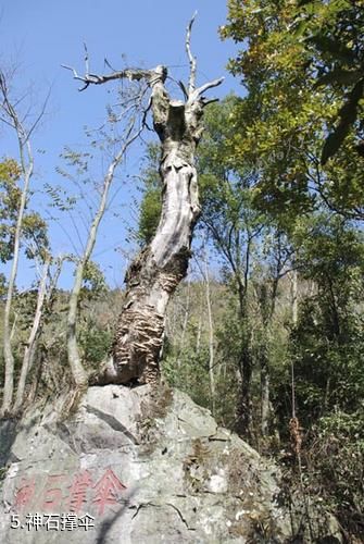 岣嵝峰国家森林公园-神石撑伞照片
