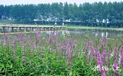 台兒庄運河濕地公園旅遊攻略之濕地植物觀賞區