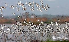湖南東洞庭湖國家級自然保護區旅遊攻略之候鳥