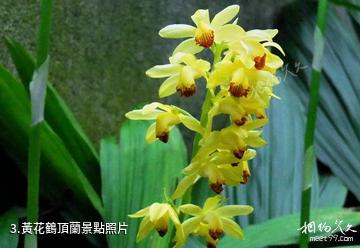 廣西雅長蘭科植物國家級自然保護區-黃花鶴頂蘭照片