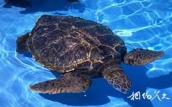 青岛水族馆旅游攻略之海龟