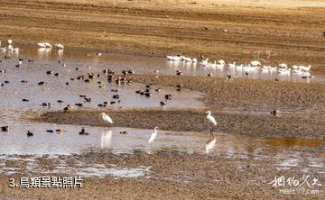 吉木薩爾北庭國家濕地公園-鳥類照片
