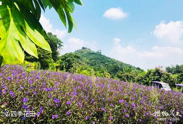 屯昌梦幻香山旅游区-四季花田照片