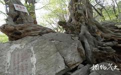 皇藏峪國家森林公園旅遊攻略之碑駝樹