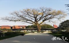 南通海门张謇纪念馆旅游攻略之古银杏