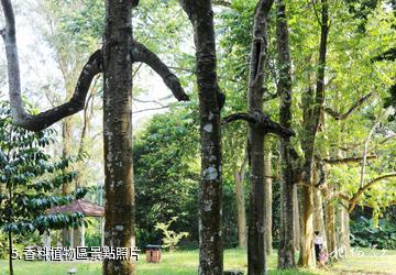 儋州海南熱帶植物園-香料植物區照片