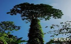 雅魯藏布大峽谷旅遊攻略之珍稀植物