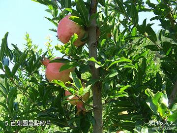 夏津黃河故道森林公園-百果園照片