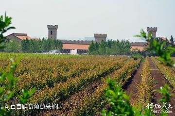 陕西张裕瑞那城堡酒庄-百亩鲜食葡萄采摘园照片