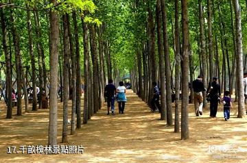 鄭州金鷺鴕鳥遊樂園-千畝槐林照片