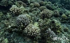 夏威夷莫洛凱島海底1旅遊攻略之珊瑚礁