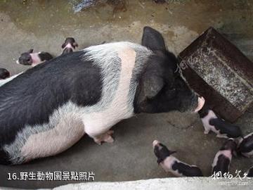 長沙石燕湖-野生動物園照片