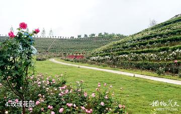 安化茶乡花海生态文化体验园-玫瑰花园照片