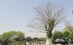苏州中国花卉植物园旅游攻略之古树