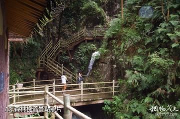 肇慶德慶盤龍峽生態景區-森林棧道照片