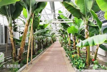 鹤岗宝泉岭现代农业生态园-香蕉连廊照片