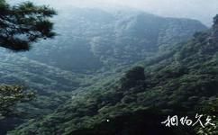 廣西大明山國家級自然保護區旅遊攻略之原始森林