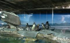 杭州海底世界旅游攻略之企鹅馆