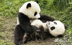 彭州宝山旅游攻略之大熊猫