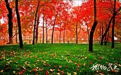重庆统景温泉旅游攻略之万亩红枫
