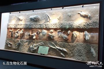兰州大学博物馆-古生物化石展照片