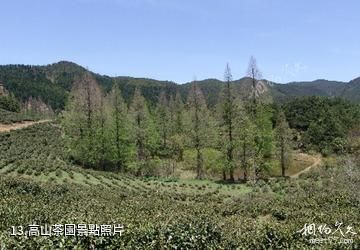 景寧草魚塘森林公園-高山茶園照片