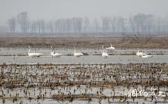天津古海岸與濕地國家級自然保護區旅遊攻略之鳥類